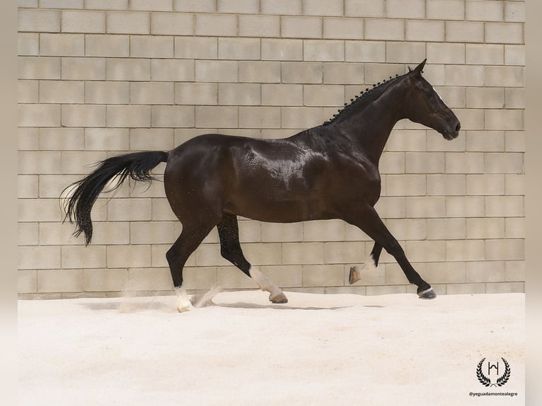 Cheval de sport espagnol Hongre 8 Ans 168 cm Noir in Navalperal De Pinares