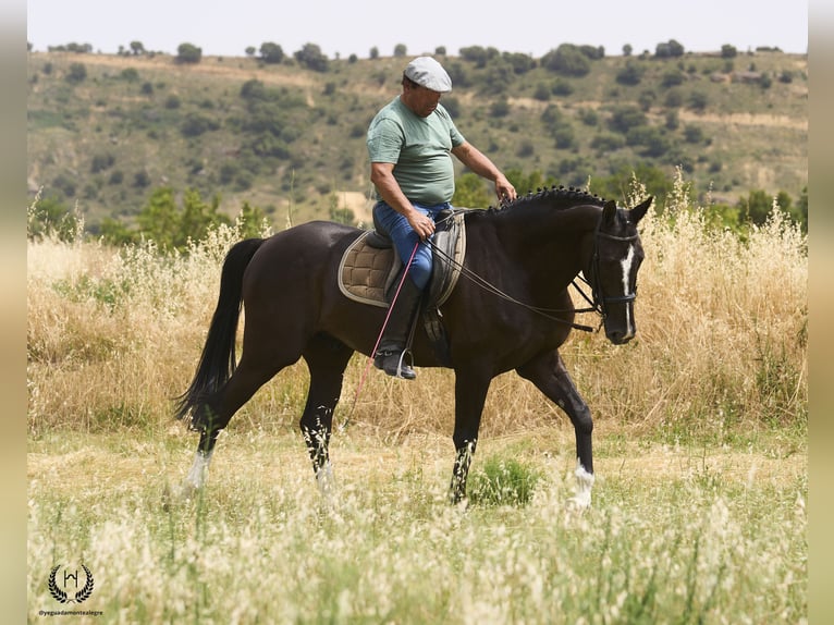 Cheval de sport espagnol Hongre 8 Ans 168 cm Noir in Navalperal De Pinares