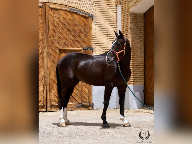 Cheval de sport espagnol Hongre 8 Ans 168 cm Noir in Navalperal De Pinares