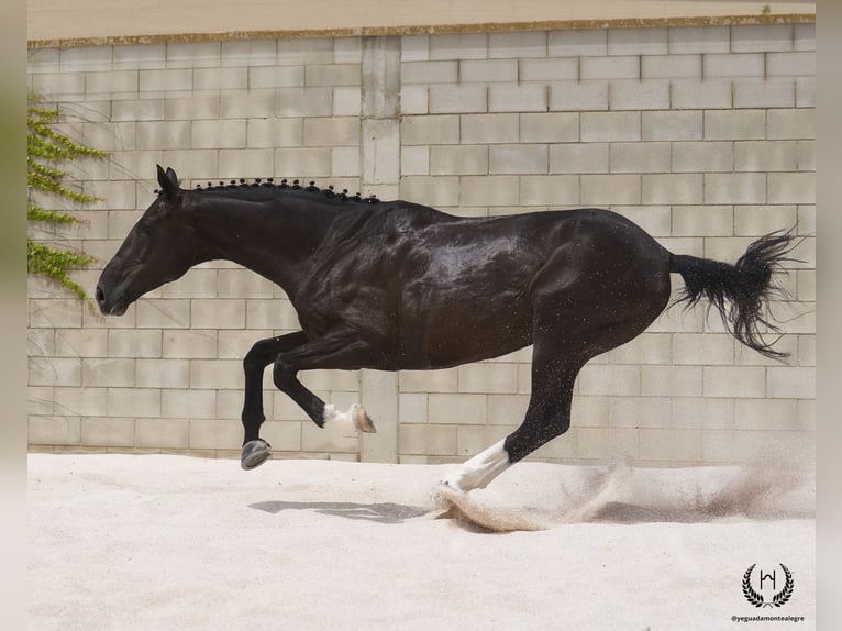 Cheval de sport espagnol Hongre 8 Ans 168 cm Noir in Navalperal De Pinares