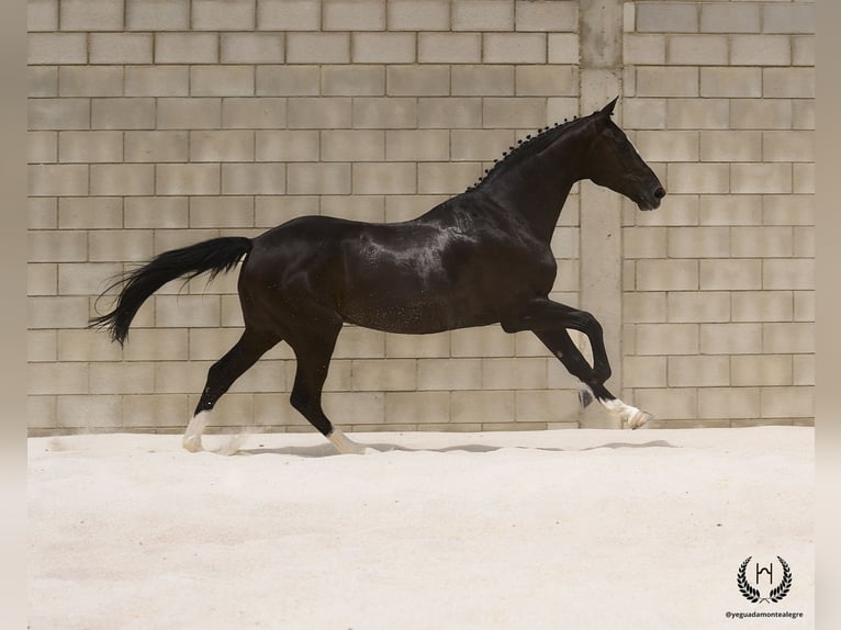 Cheval de sport espagnol Hongre 8 Ans 168 cm Noir in Navalperal De Pinares