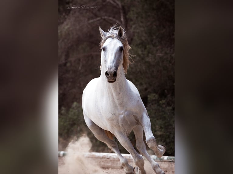 Cheval de sport espagnol Hongre 8 Ans 169 cm Gris in TarragonaTarragona