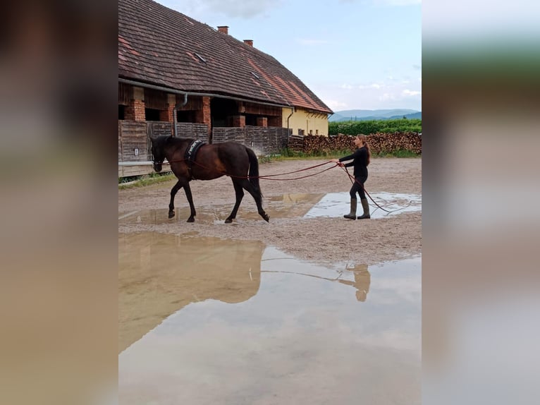 Cheval de sport espagnol Hongre 8 Ans 170 cm Bai brun in Kollegg