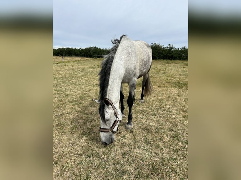Cheval de sport espagnol Hongre 8 Ans 170 cm Gris pommelé in Sainte radegonde des noyers