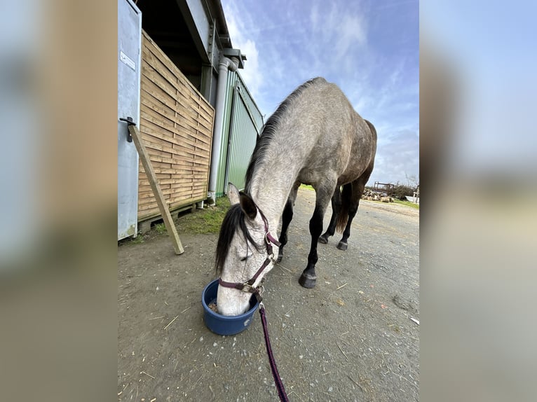 Cheval de sport espagnol Hongre 8 Ans 170 cm Gris pommelé in Sainte radegonde des noyers