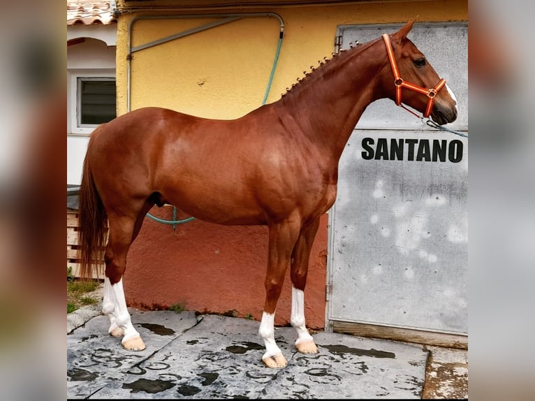 Cheval de sport espagnol Croisé Hongre 8 Ans 171 cm Alezan brûlé in Murcia