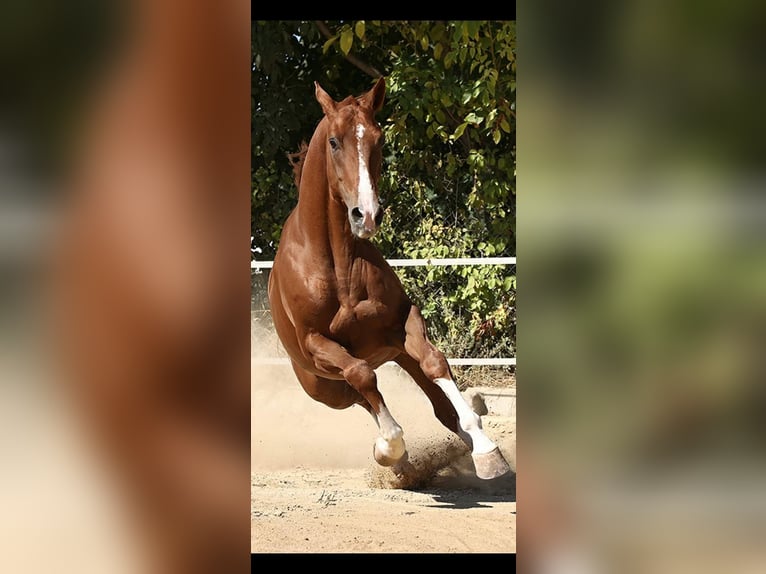 Cheval de sport espagnol Croisé Hongre 8 Ans 171 cm Alezan brûlé in Murcia