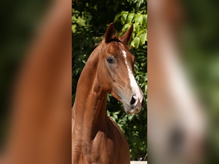 Cheval de sport espagnol Croisé Hongre 8 Ans 171 cm Alezan brûlé in Murcia