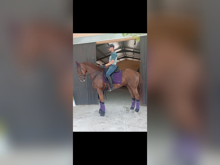 Cheval de sport espagnol Croisé Hongre 8 Ans 171 cm Alezan brûlé in Murcia