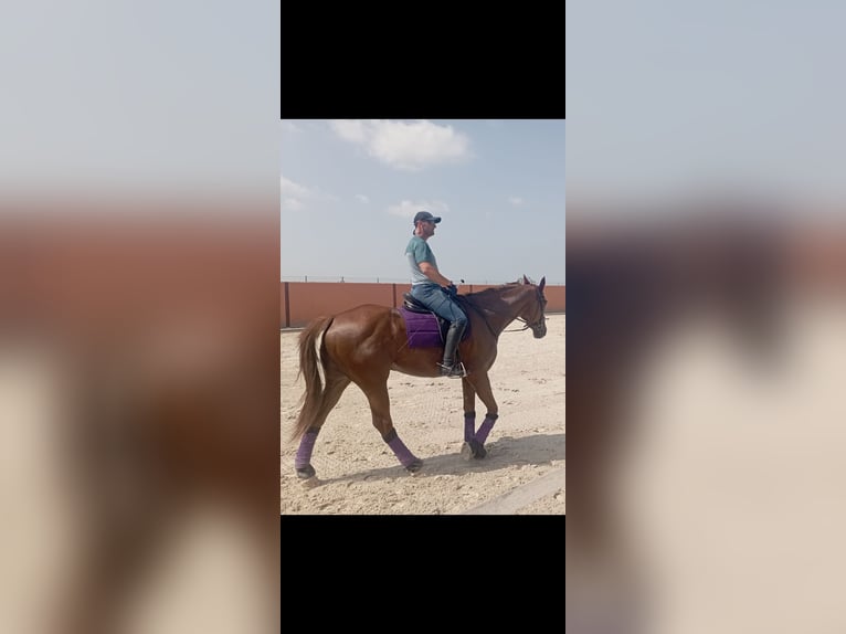 Cheval de sport espagnol Croisé Hongre 8 Ans 171 cm Alezan brûlé in Murcia