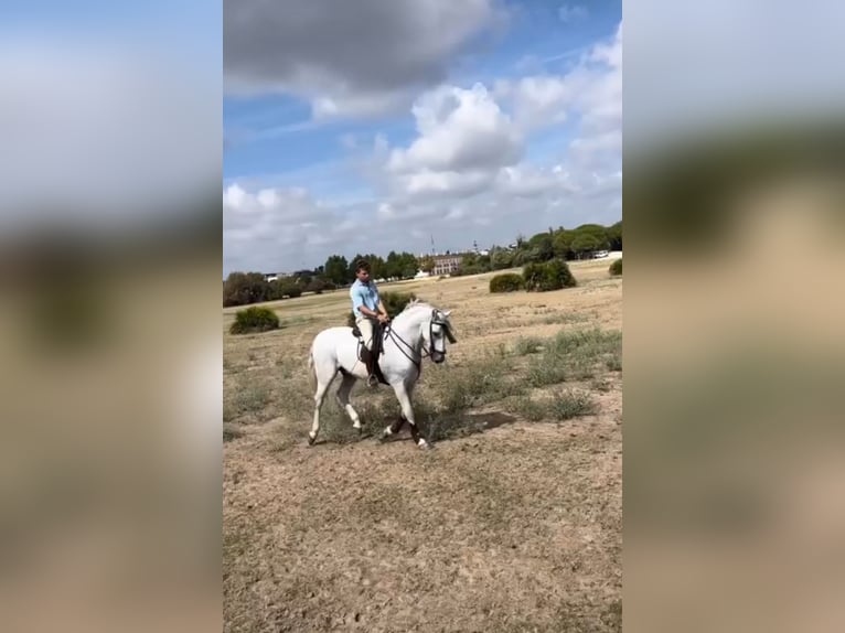 Cheval de sport espagnol Croisé Hongre 8 Ans 176 cm Gris pommelé in El Rocio