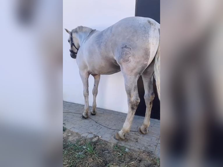 Cheval de sport espagnol Croisé Hongre 8 Ans 176 cm Gris pommelé in El Rocio