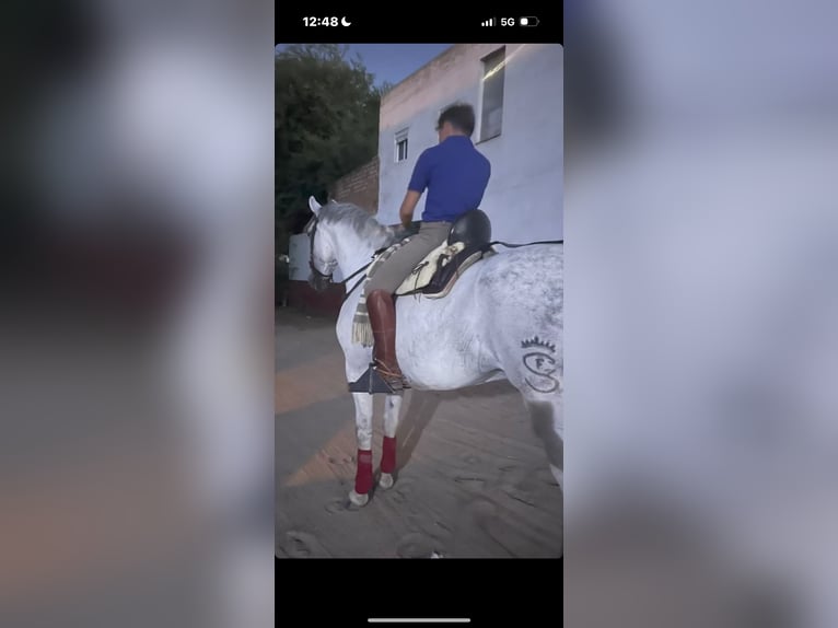 Cheval de sport espagnol Croisé Hongre 8 Ans 176 cm Gris pommelé in El Rocio