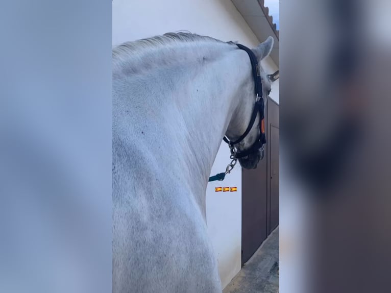 Cheval de sport espagnol Croisé Hongre 8 Ans 176 cm Gris pommelé in El Rocio