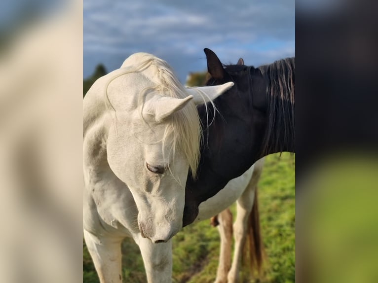 Cheval de sport espagnol Croisé Hongre 9 Ans 158 cm Gris in K&#xF6;nigswinter