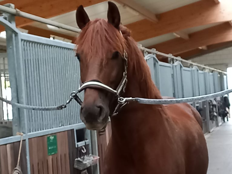 Cheval de sport espagnol Hongre 9 Ans 160 cm Alezan brûlé in Schwaigern