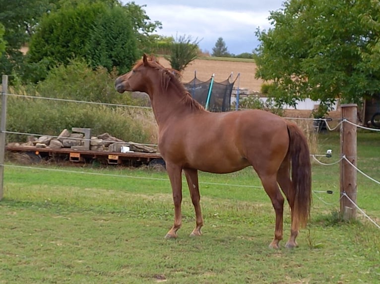 Cheval de sport espagnol Hongre 9 Ans 160 cm Alezan brûlé in Schwaigern
