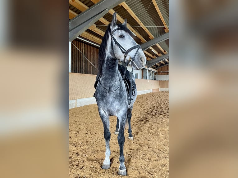 Cheval de sport espagnol Hongre 9 Ans 160 cm Gris in TutzingTutzing