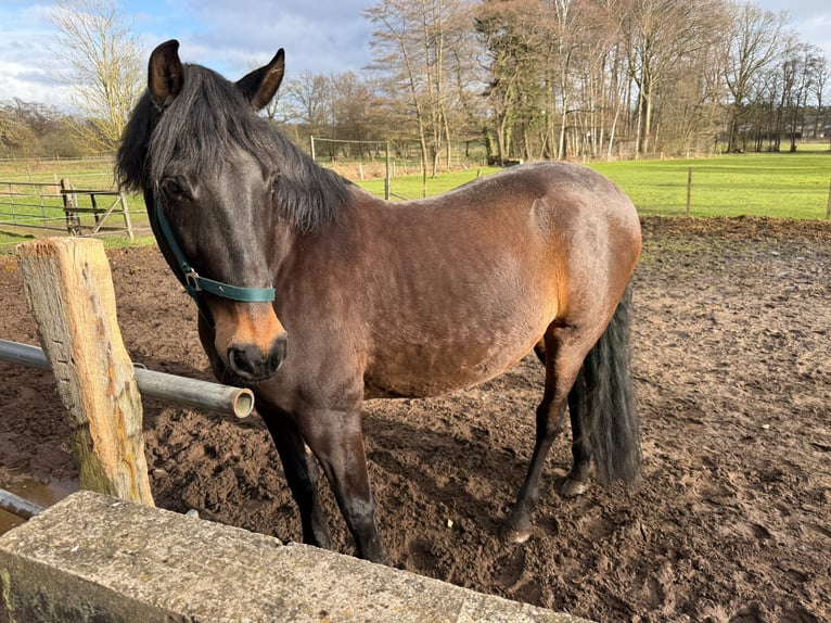 Cheval de sport espagnol Hongre 9 Ans 165 cm Bai brun in KönigsmoorKakenstorf