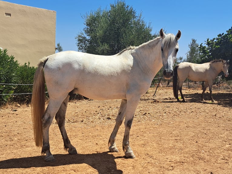 Cheval de sport espagnol Croisé Hongre 9 Ans 165 cm Gris in Almonte