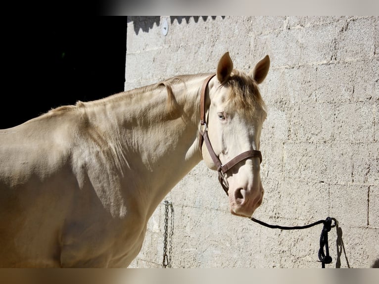 Cheval de sport espagnol Hongre 9 Ans 170 cm Cremello in Portogruaro