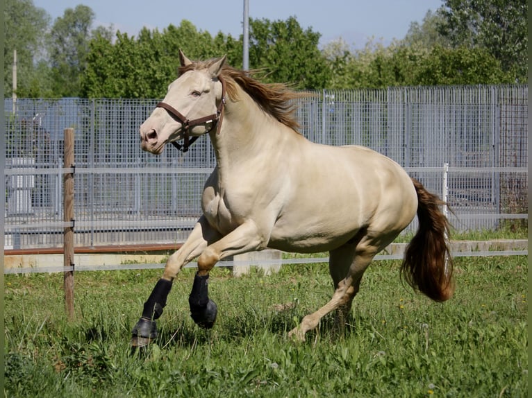 Cheval de sport espagnol Hongre 9 Ans 170 cm Cremello in Portogruaro