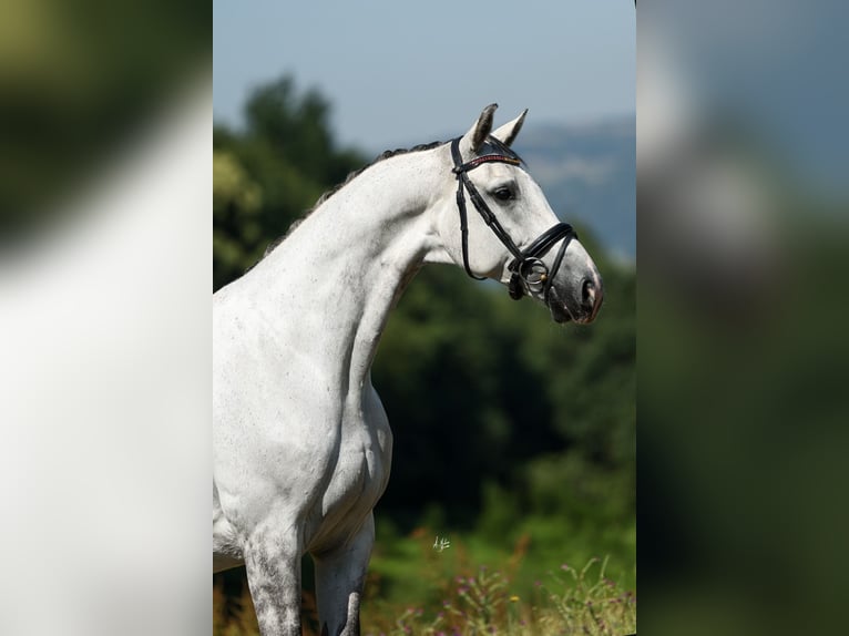 Cheval de sport espagnol Hongre 9 Ans 170 cm Gris in Silleda (Casco Urbano)
