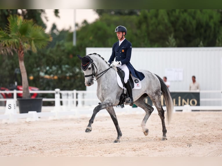 Cheval de sport espagnol Hongre 9 Ans 170 cm Gris in Silleda (Casco Urbano)