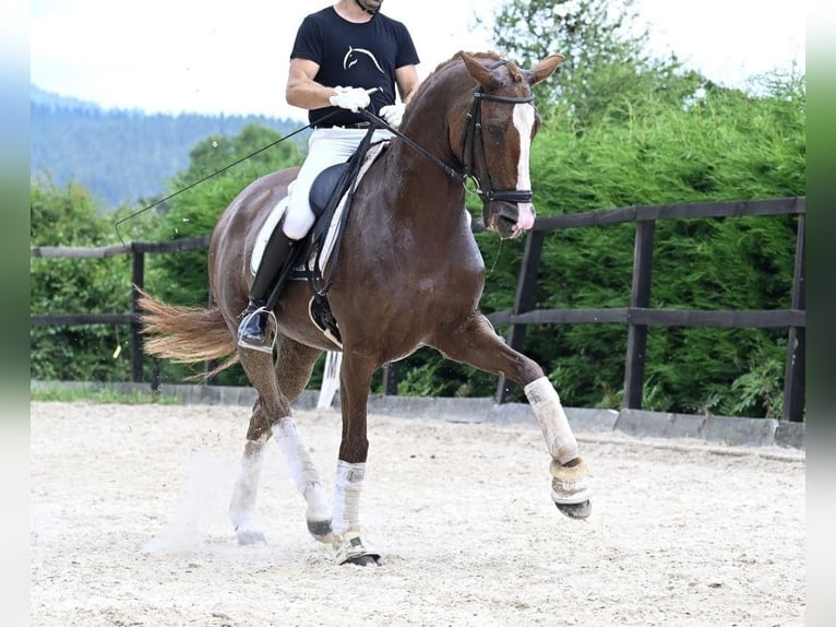 Cheval de sport espagnol Jument 10 Ans 162 cm Bai in Madrid