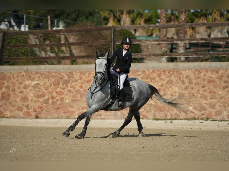 Cheval de sport espagnol Croisé Jument 11 Ans 152 cm Gris in Vanacloig