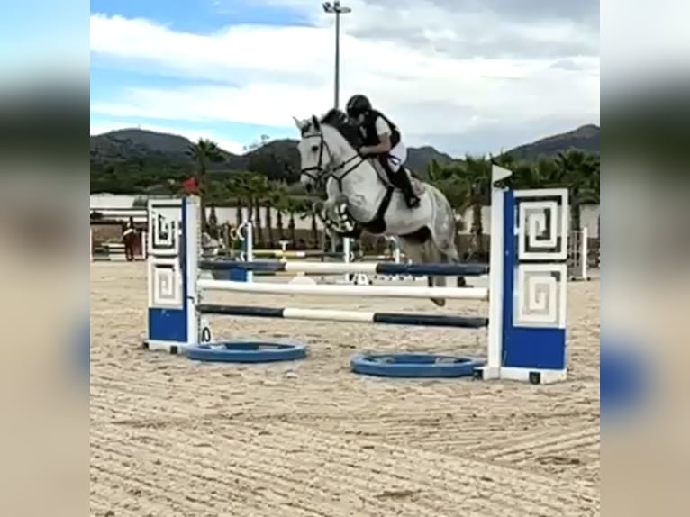 Cheval de sport espagnol Croisé Jument 11 Ans 152 cm Gris in Vanacloig