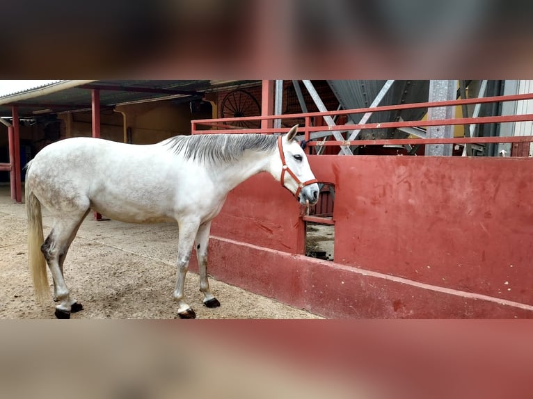 Cheval de sport espagnol Jument 11 Ans 162 cm Gris in torrejon de ardoz