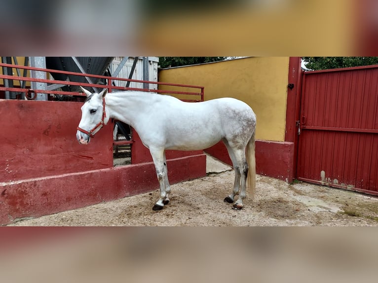 Cheval de sport espagnol Jument 11 Ans 162 cm Gris in torrejon de ardoz