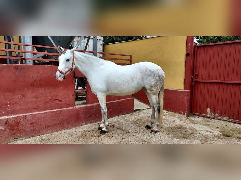 Cheval de sport espagnol Jument 11 Ans 162 cm Gris in torrejon de ardoz