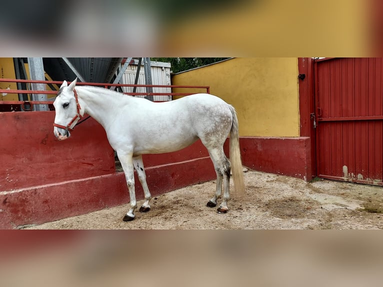 Cheval de sport espagnol Jument 11 Ans 162 cm Gris in torrejon de ardoz