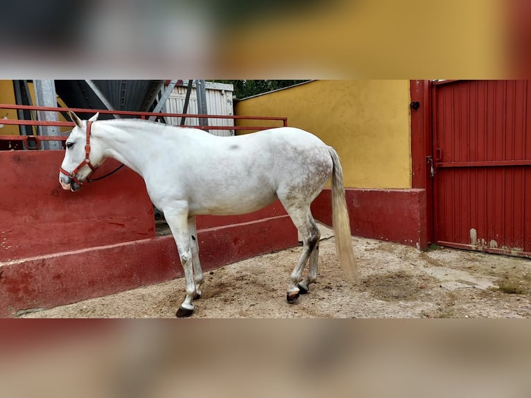 Cheval de sport espagnol Jument 11 Ans 162 cm Gris in torrejon de ardoz