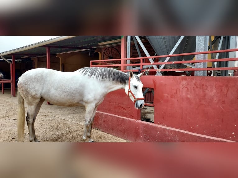 Cheval de sport espagnol Jument 11 Ans 162 cm Gris in torrejon de ardoz