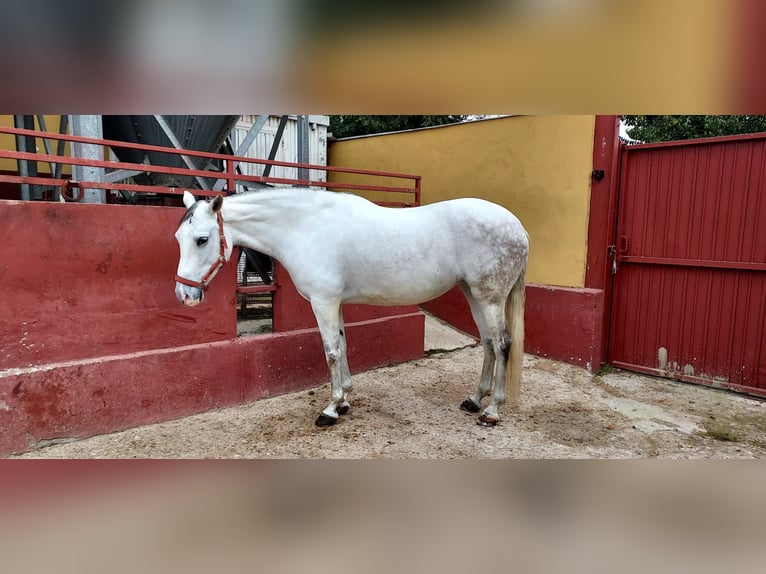 Cheval de sport espagnol Jument 11 Ans 162 cm Gris in torrejon de ardoz