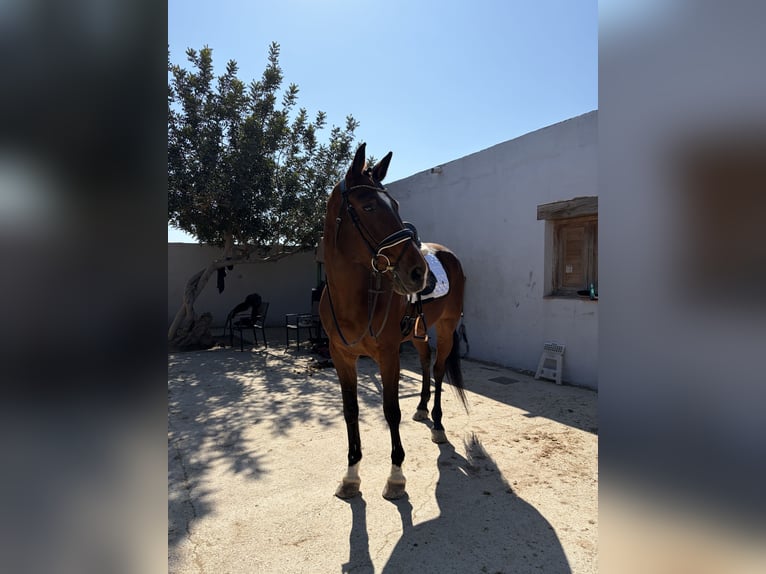 Cheval de sport espagnol Jument 11 Ans 171 cm Bai in Barrio Alto