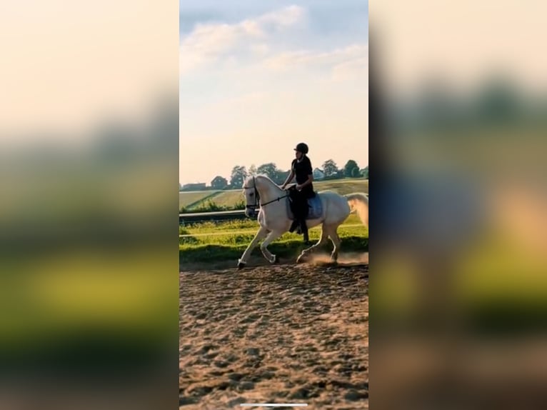 Cheval de sport espagnol Croisé Jument 12 Ans 156 cm Gris in Welkenraedt