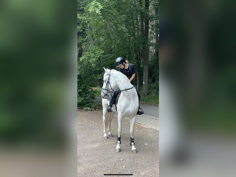 Cheval de sport espagnol Croisé Jument 12 Ans 156 cm Gris in Welkenraedt