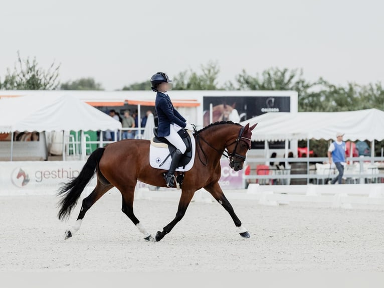 Cheval de sport espagnol Jument 12 Ans 158 cm Bai cerise in Velilla De San Antonio
