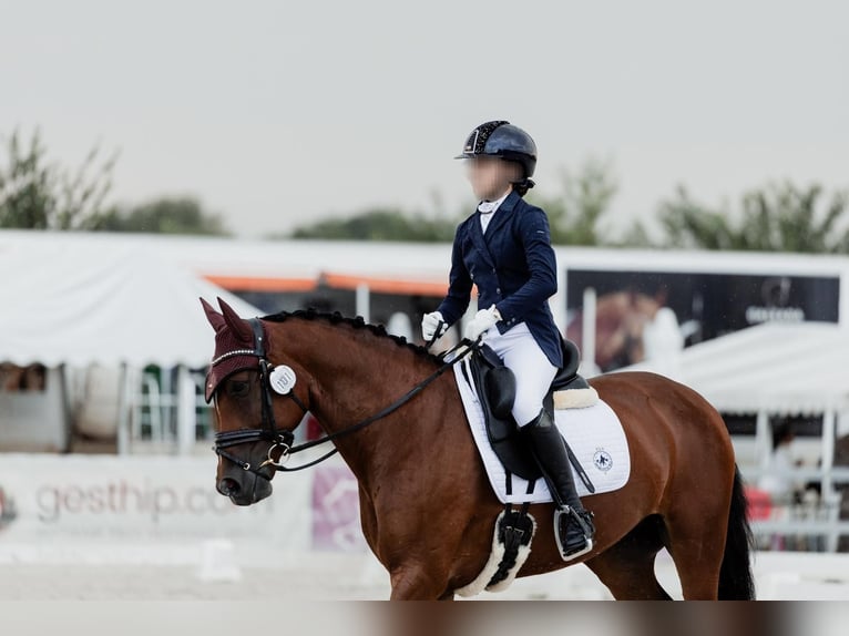 Cheval de sport espagnol Jument 12 Ans 158 cm Bai cerise in Velilla De San Antonio