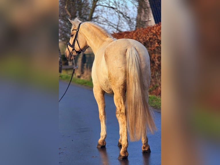 Cheval de sport espagnol Jument 12 Ans 163 cm Palomino in Someren