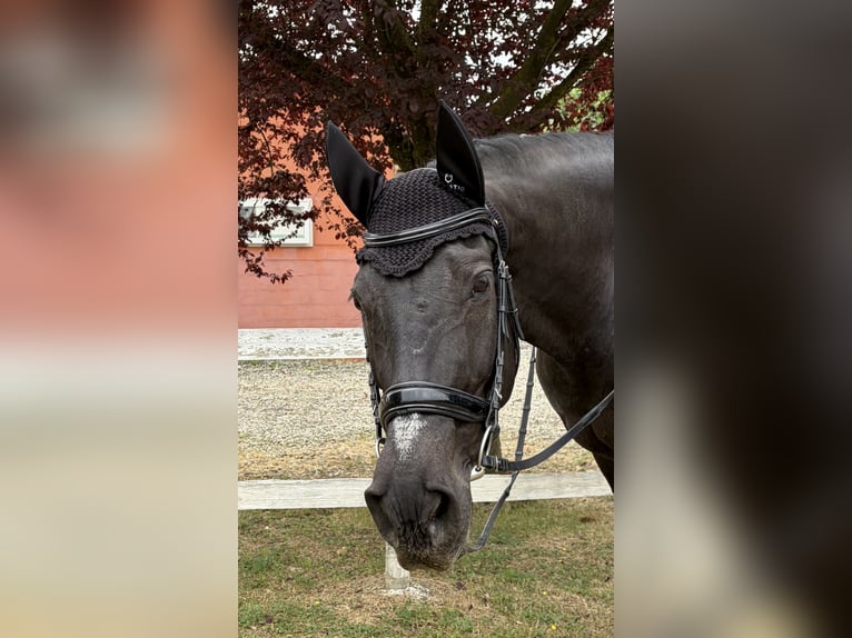 Cheval de sport espagnol Croisé Jument 13 Ans 164 cm Noir in Ovada AL
