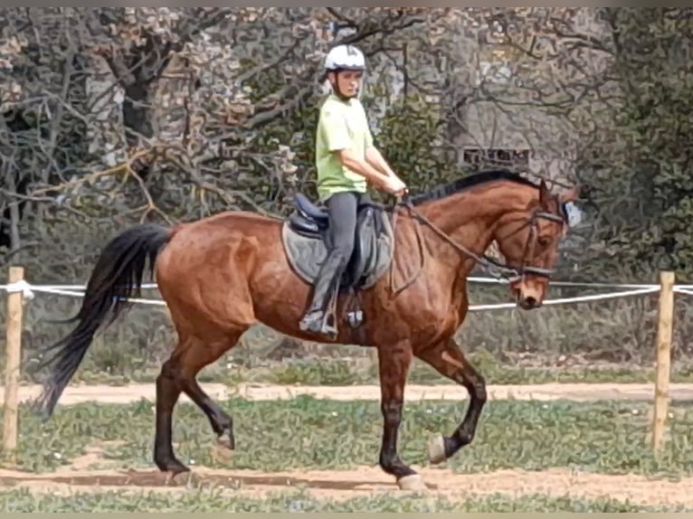 Cheval de sport espagnol Jument 13 Ans 174 cm Bai in Llerona (Franqueses Del Valles, Les)