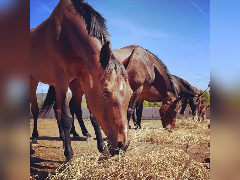 Cheval de sport espagnol Croisé Jument 13 Ans Bai in Marratx&#xED;, Palma de Mallorca