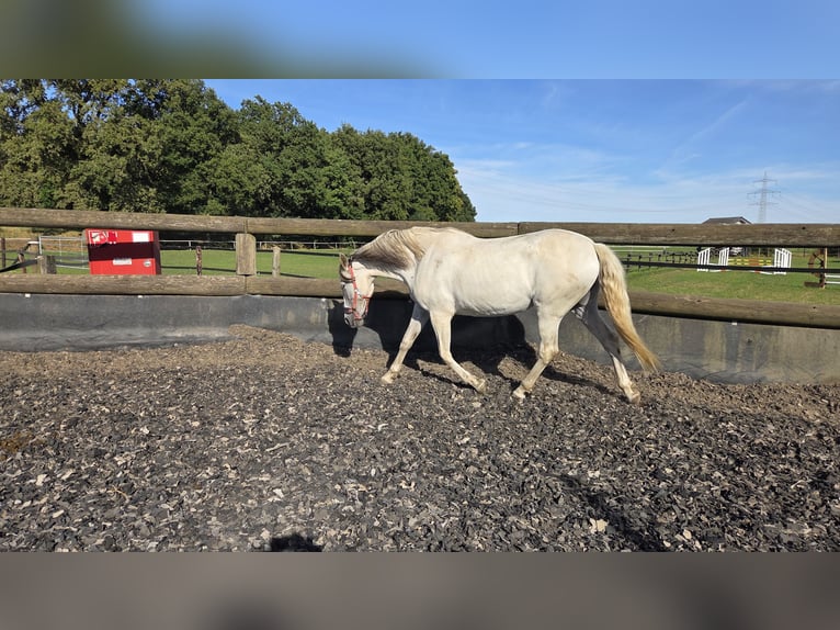 Cheval de sport espagnol Jument 14 Ans 163 cm Gris in Hamminkeln