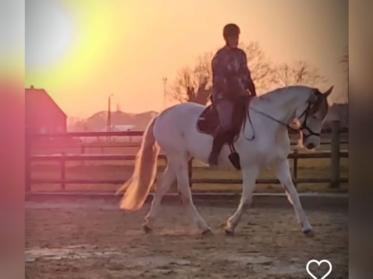 Cheval de sport espagnol Jument 14 Ans 163 cm Gris in Hamminkeln