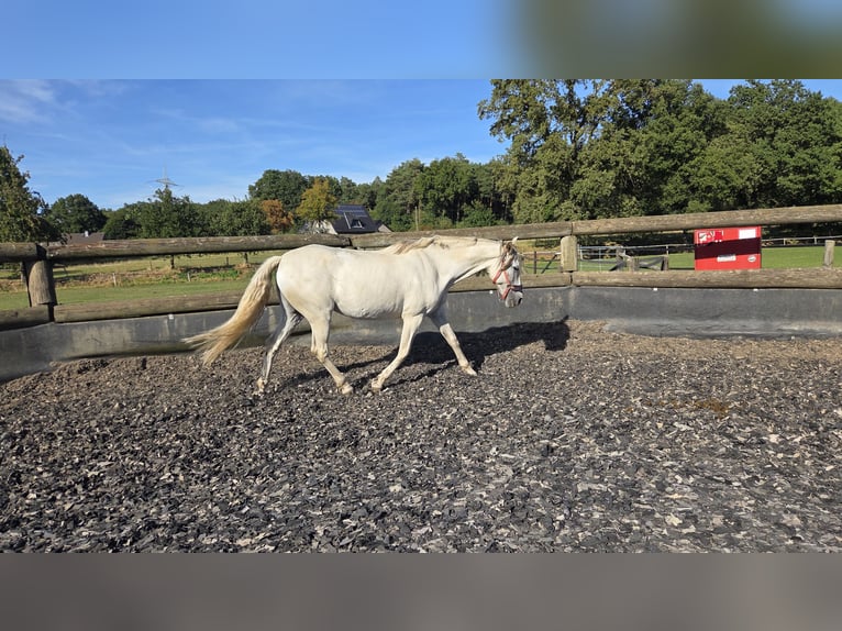 Cheval de sport espagnol Jument 14 Ans 163 cm Gris in Hamminkeln